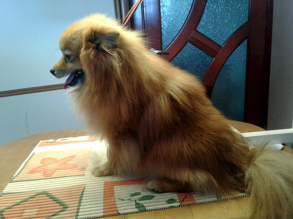 Pomeranian Spitz Grooming
