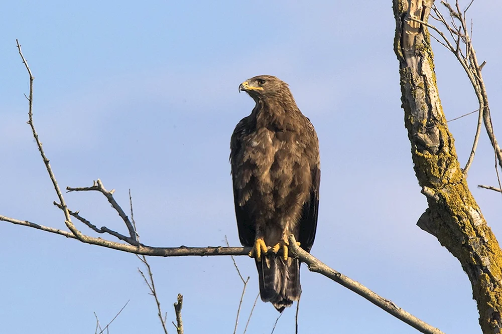 Schreiadler