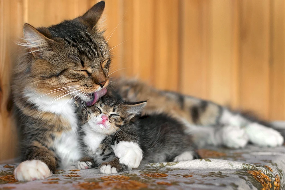 Katze mit Kätzchen