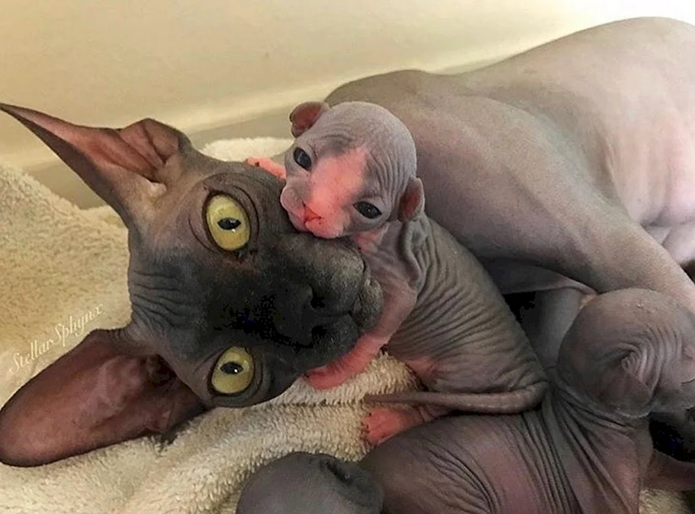 Kanadische sphynx Albino