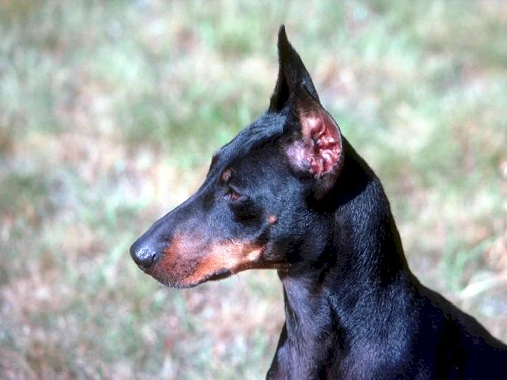 Manchester Black and Spaniel Terrier