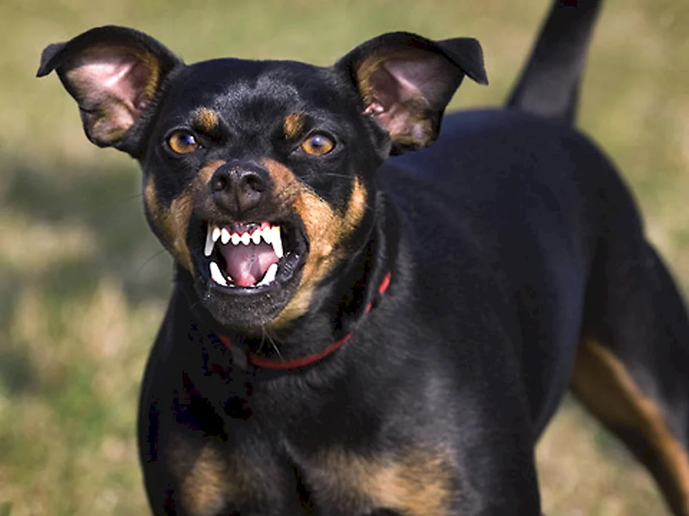 Rottweiler Beudel