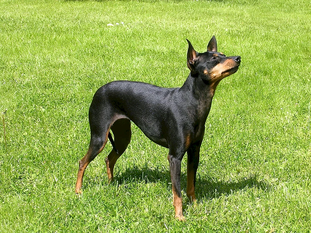Zwerg Pinscher Zwerg