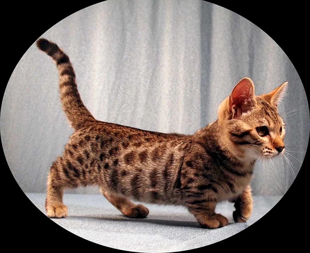 Katzen Munchkin Katze