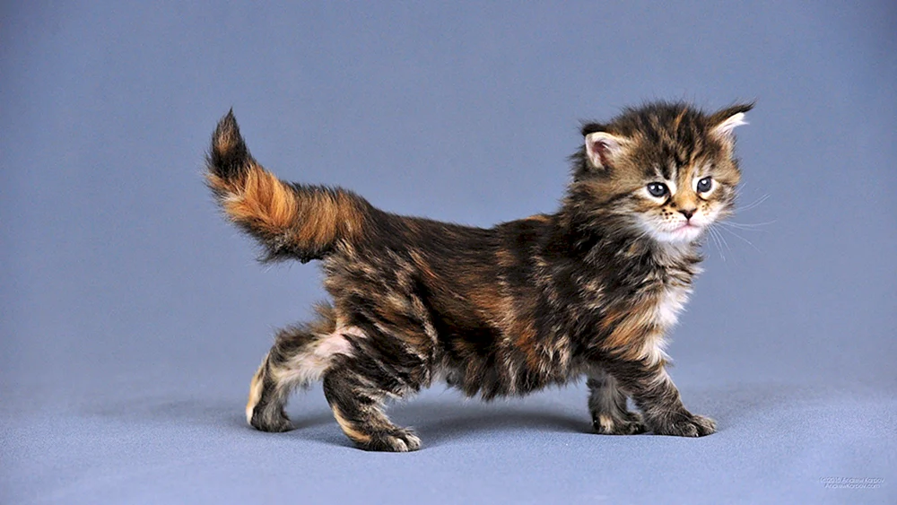 Maine Coon lop-tailed Maine Coon