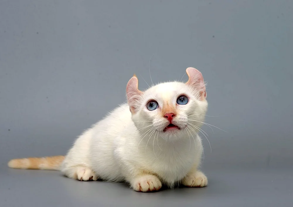 Munchkin Menuet Napoleon