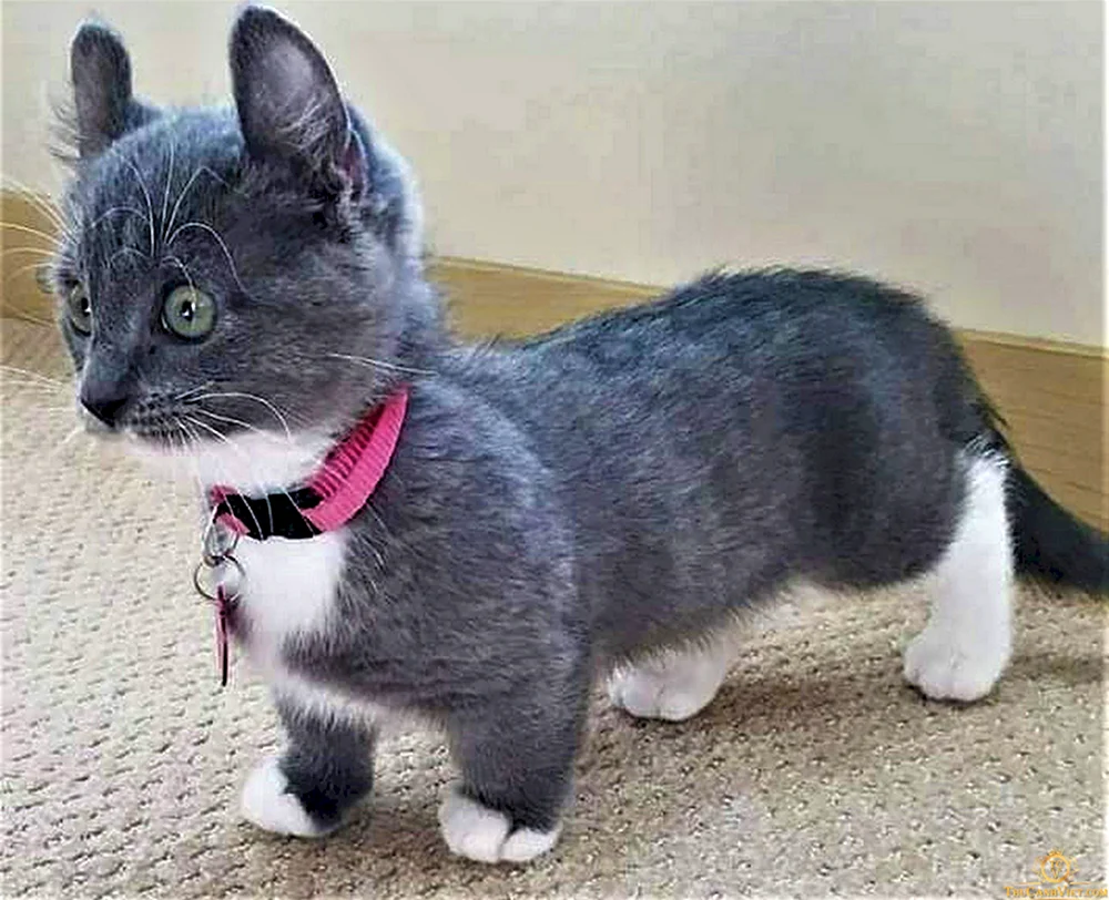 Munchkin Genetta