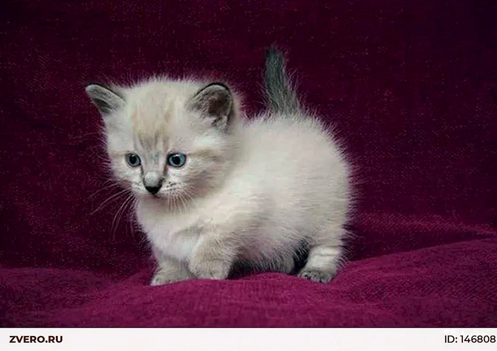 Munchkin-Katzenrasse