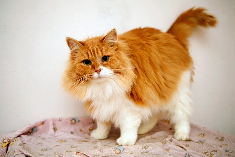 Munchkin Katze rot