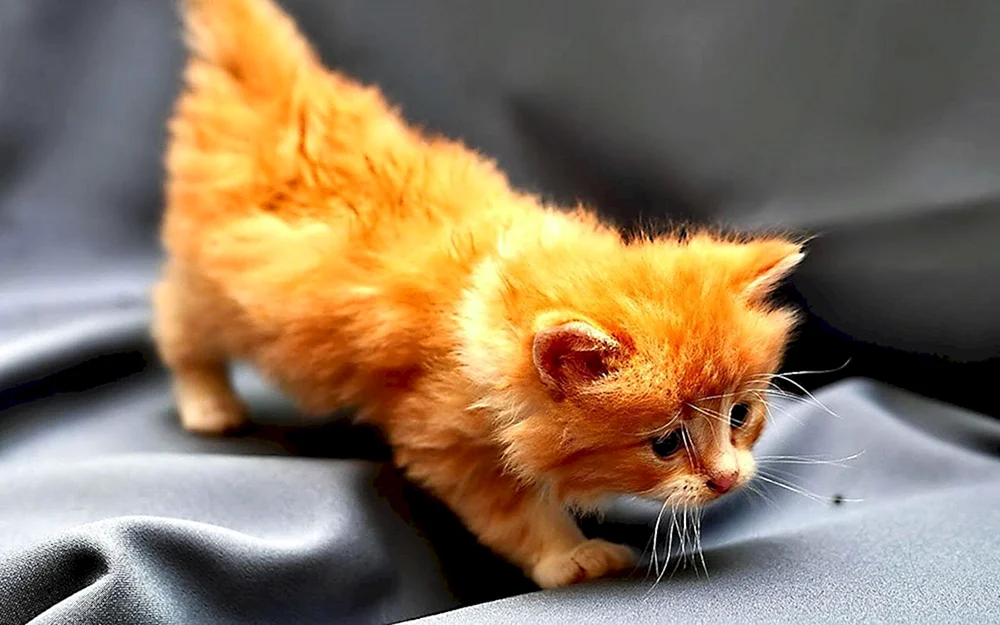 Maine Coon Katze ingwer