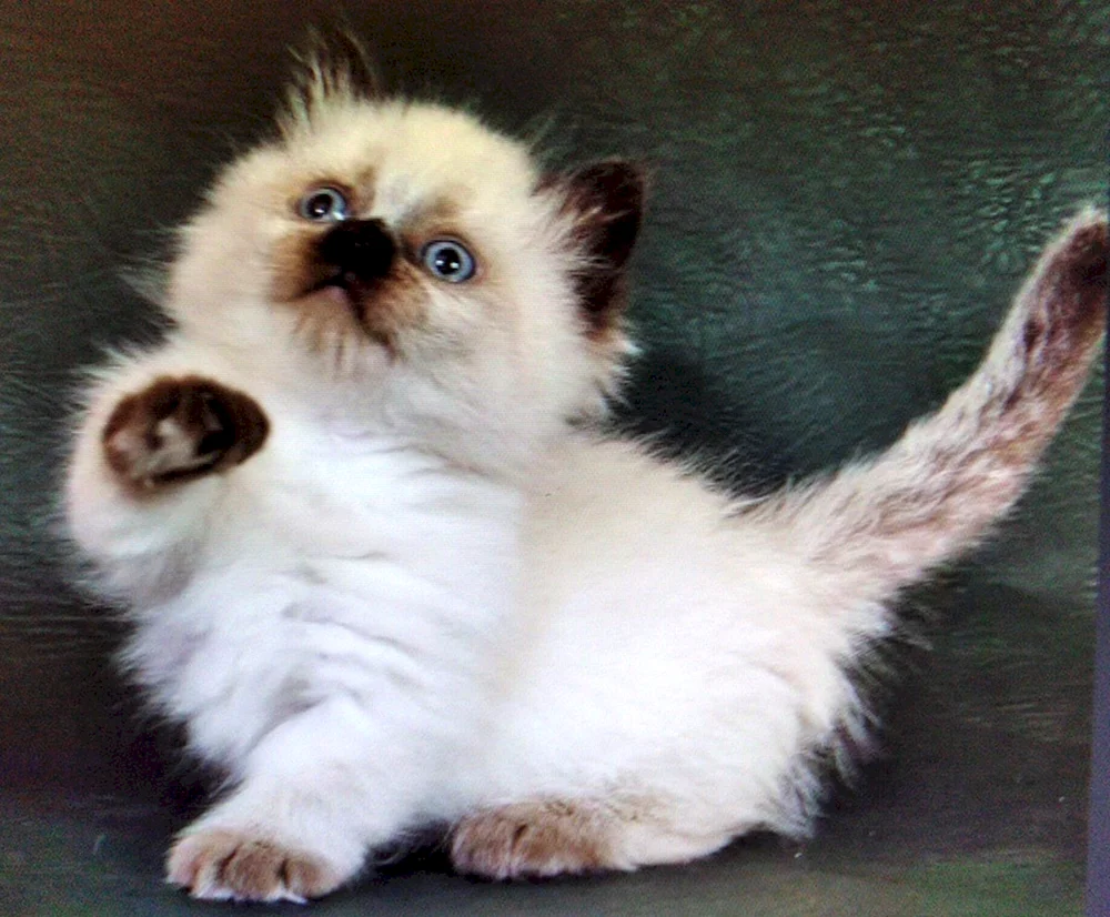 Bambino Katze