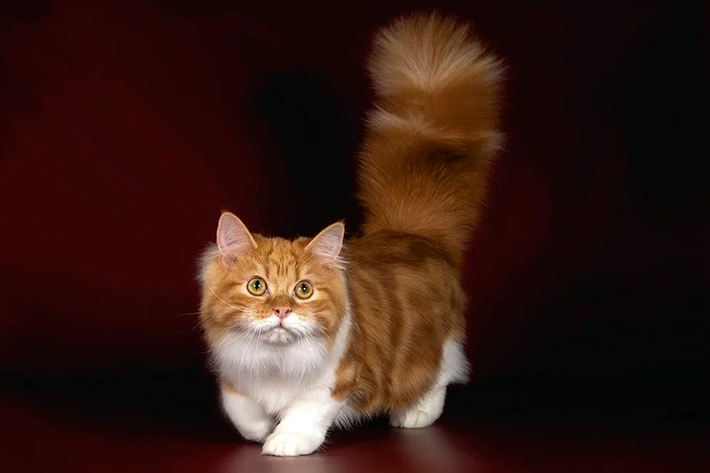 Munchkin-Katze