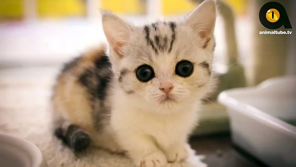 Munchkin Kätzchen