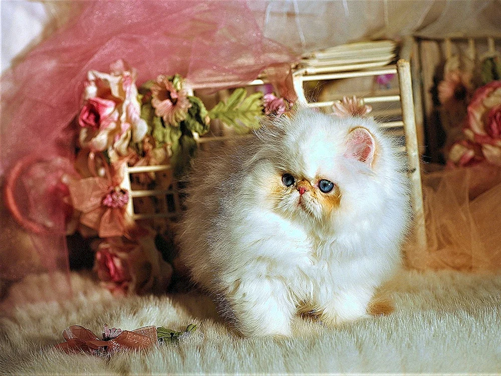 Ragdoll Munchkin Katze