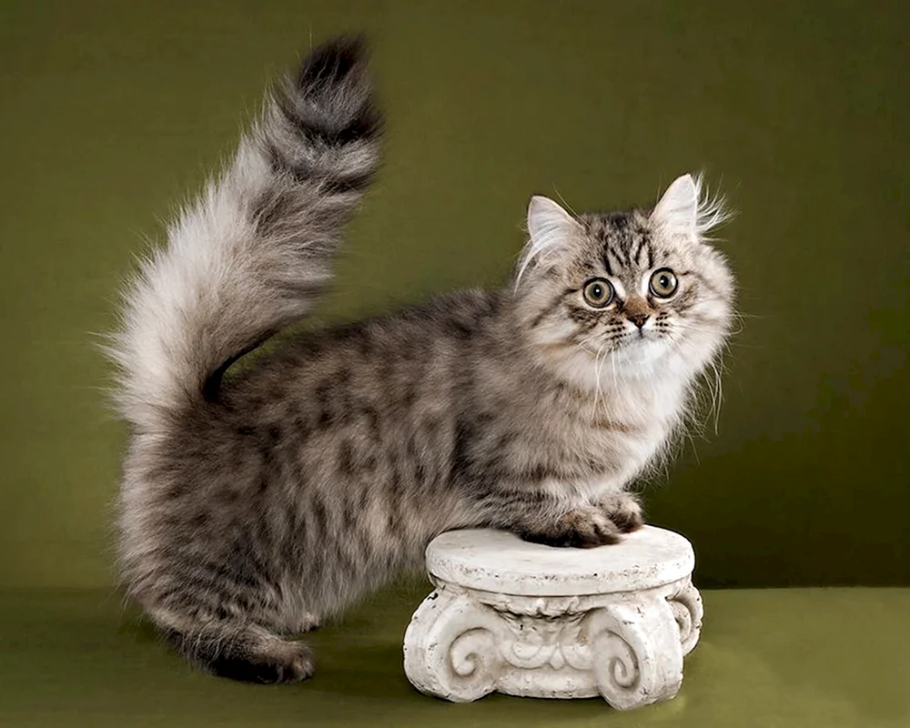 Munchkin-Katzenrasse