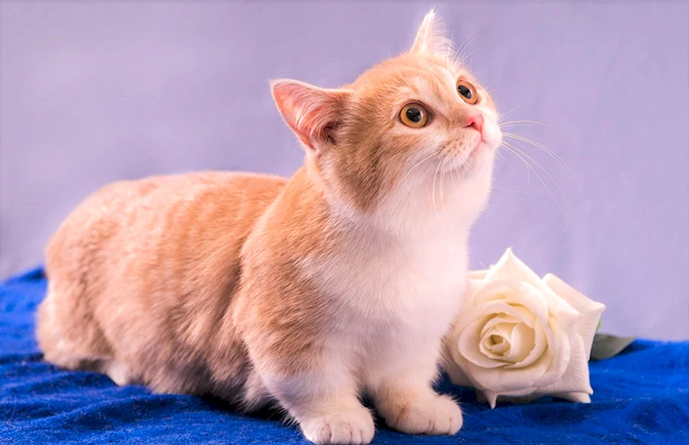 Munchkin-Katze