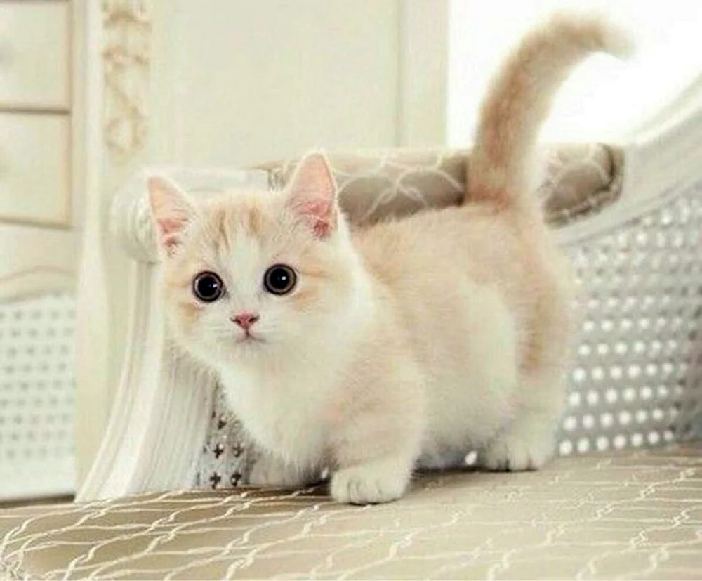 Munchkin-Katzenrasse