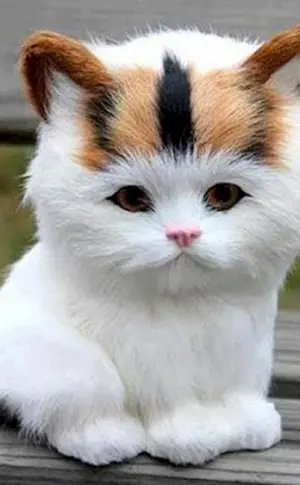Munchkin-Katze Britisches Chinchilla Coby Munchkin-Katze Britisches Golden Chinchilla Munchkin-Katze Munchkin Golden Chinchilla Exotische Katze Snoopy Munchkin Exotische Katze Coby