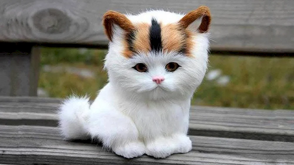 Munchkin-Katze Britisches Chinchilla Coby Munchkin-Katze Britisches Golden Chinchilla Munchkin-Katze Munchkin Golden Chinchilla Exotische Katze Snoopy Munchkin Exotische Katze Coby