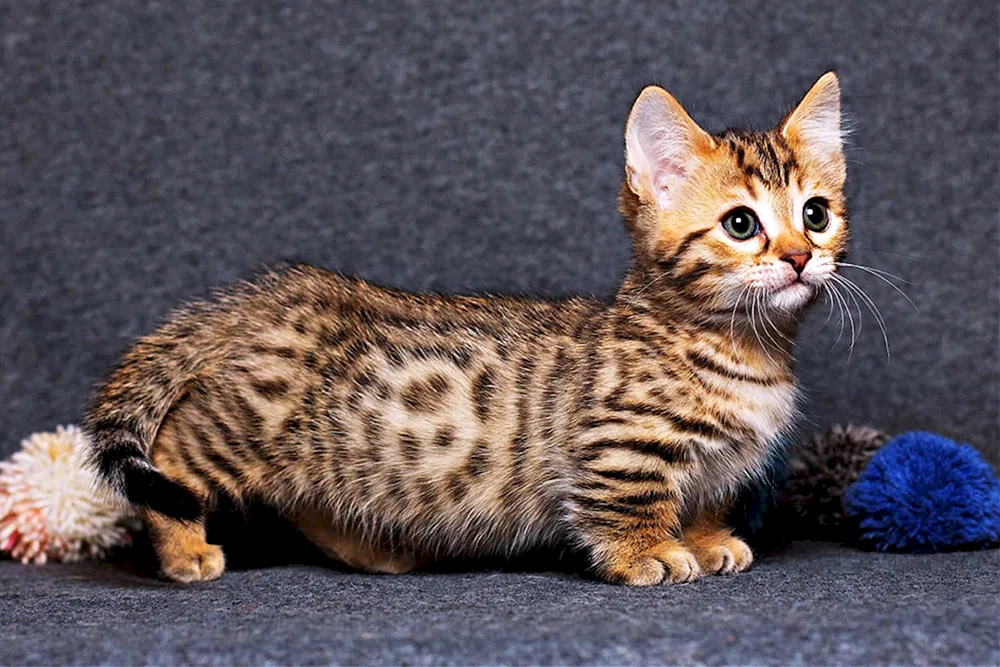 Munchkin Kinkaloo