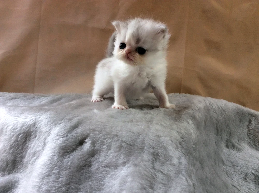 Munchkin Katze