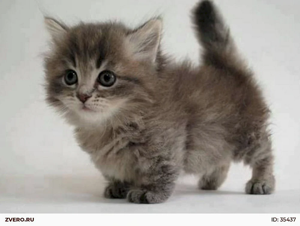 Munchkin Menuet Napoleon
