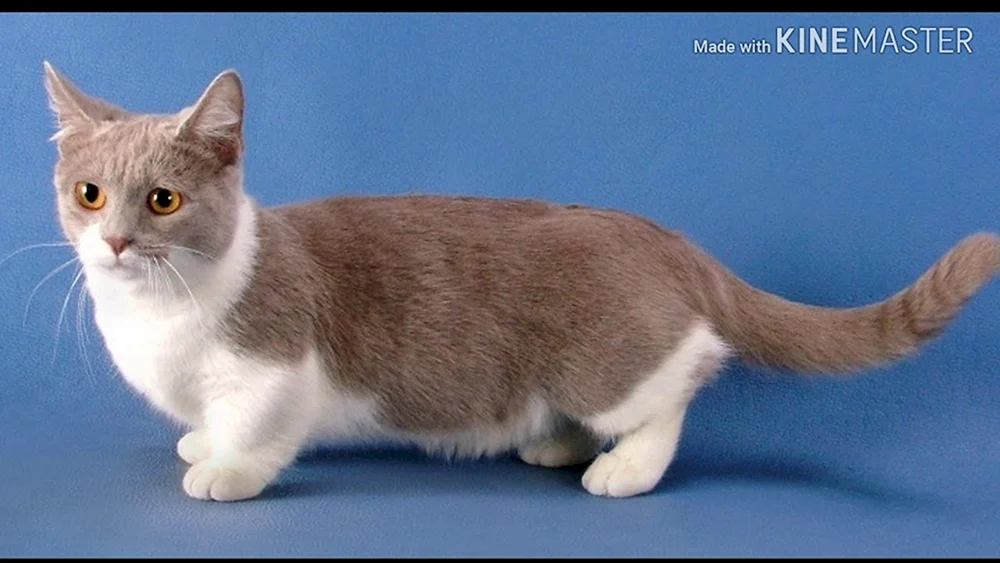 Munchkin-Katze Golden Chinchilla
