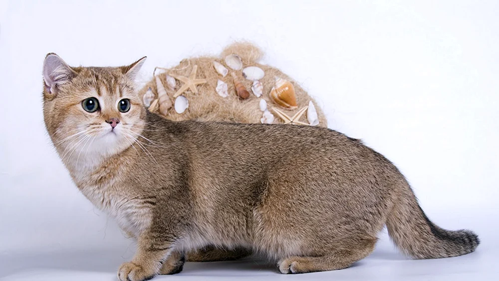 Munchkin-Katze