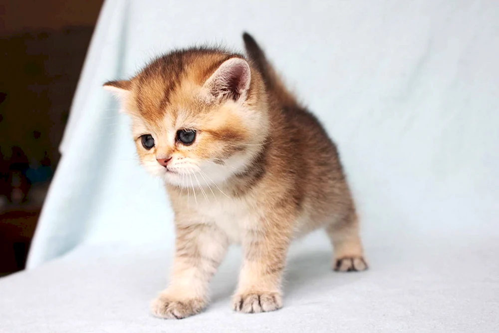 Munchkin Golden Chinchilla