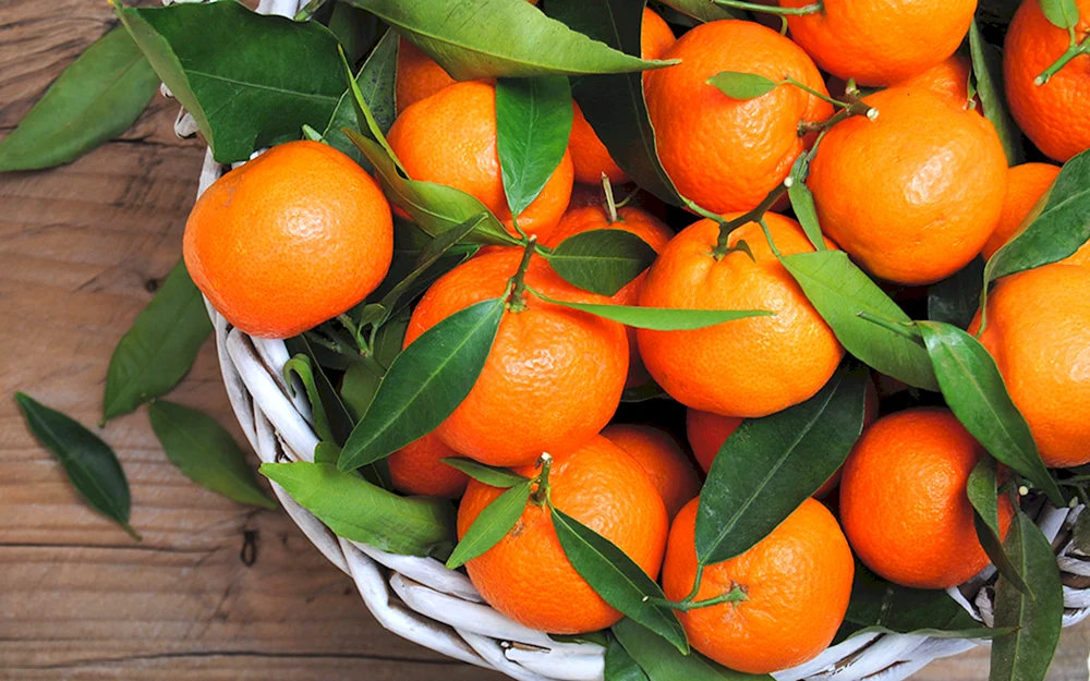 Citrus citrus