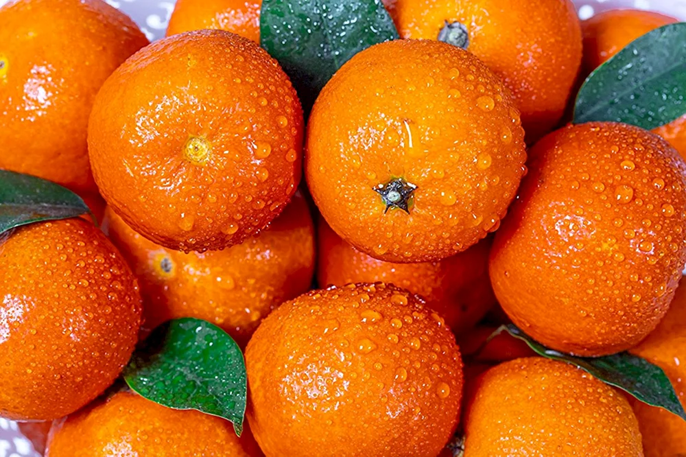 Mandarine Orange