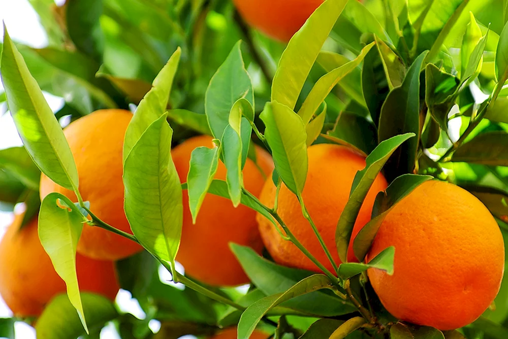 Orange Orange