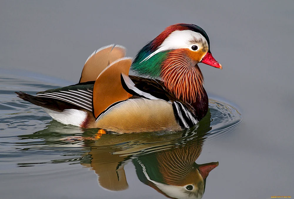 Mandarinentenvogel