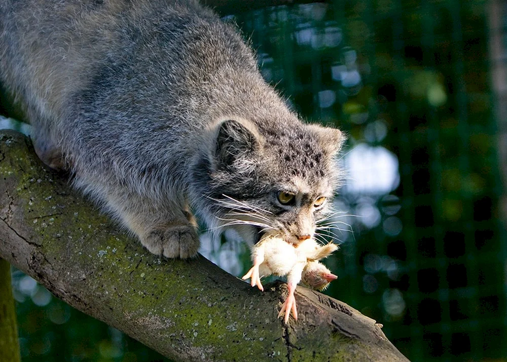Wildkatze Manul