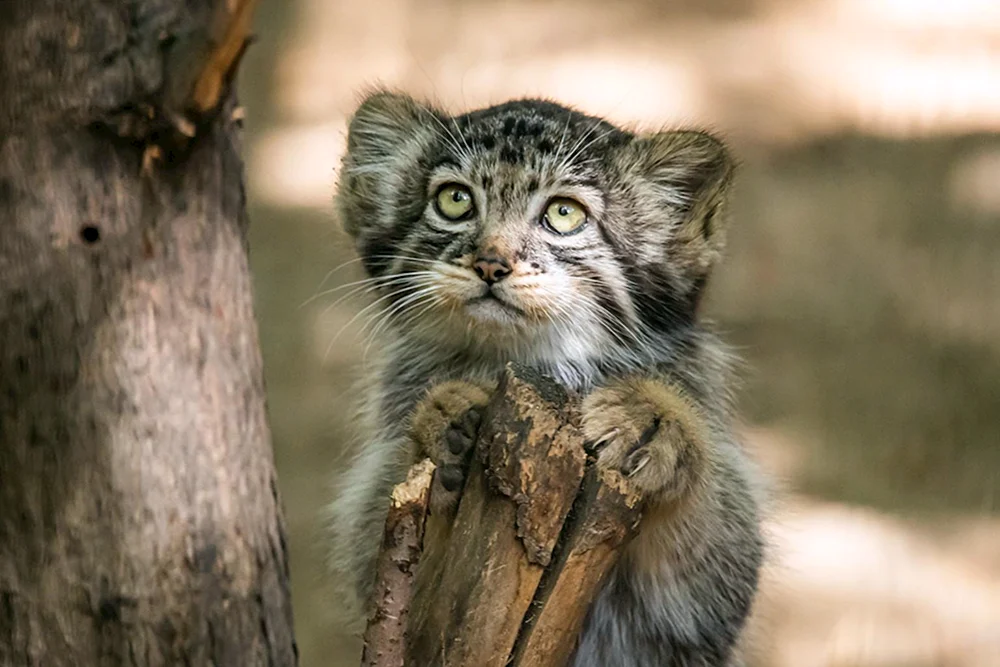 Manul
