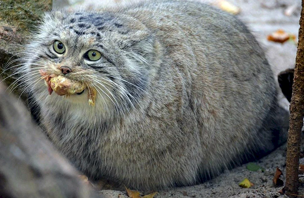 Manul