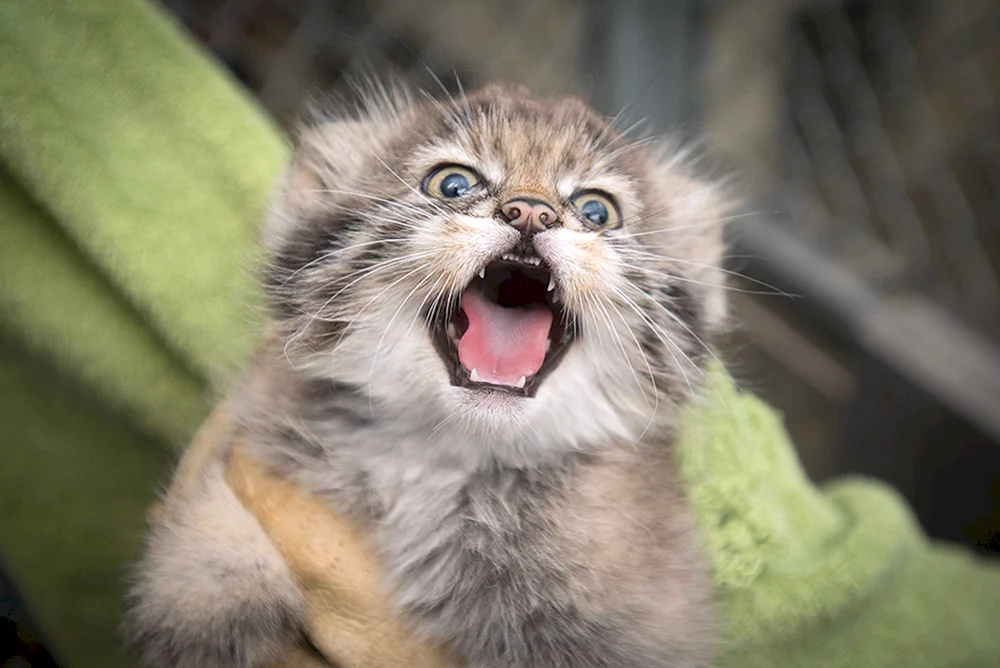 Manul kleines Kätzchen