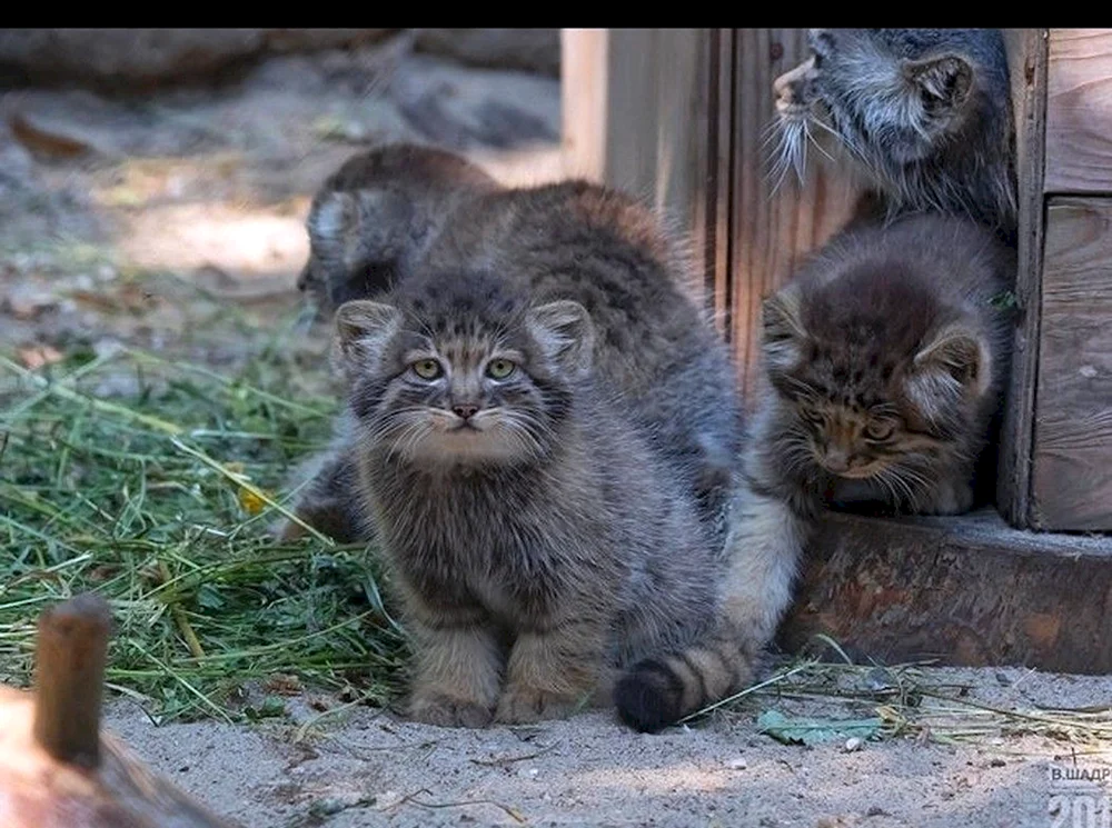 Pallas' Katze. Novosibirsk Zoo