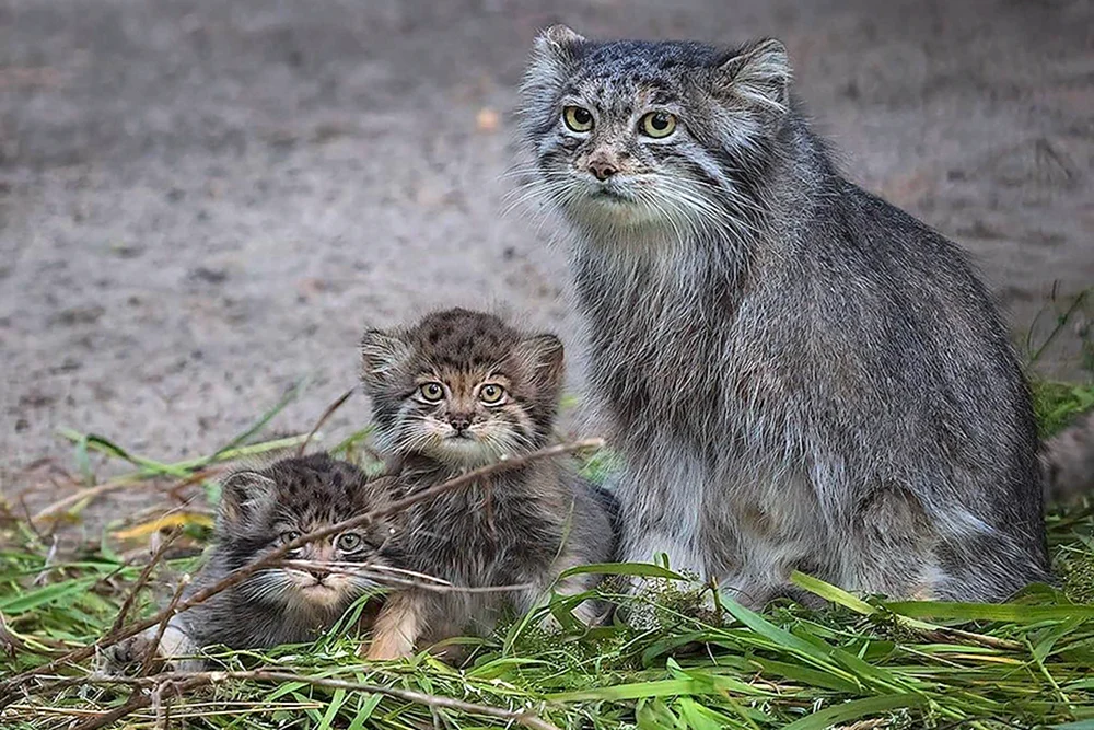 Manul Novosibirsk Zoo