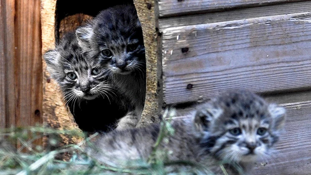 Manul manul