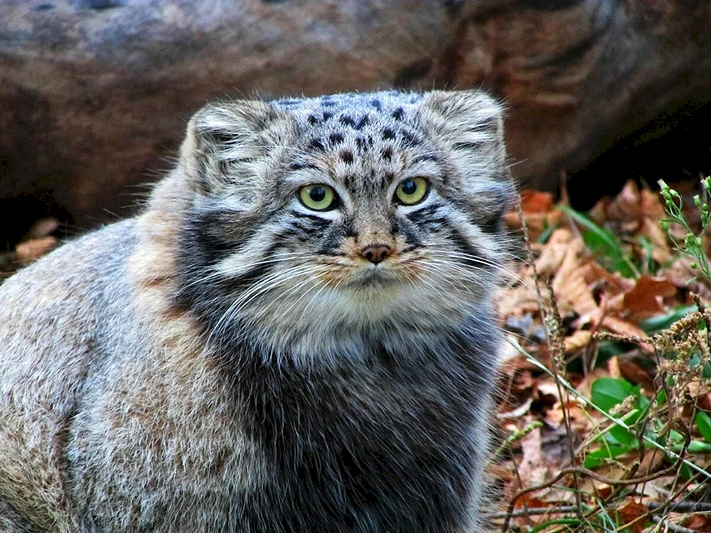 Steppenkatze Manul