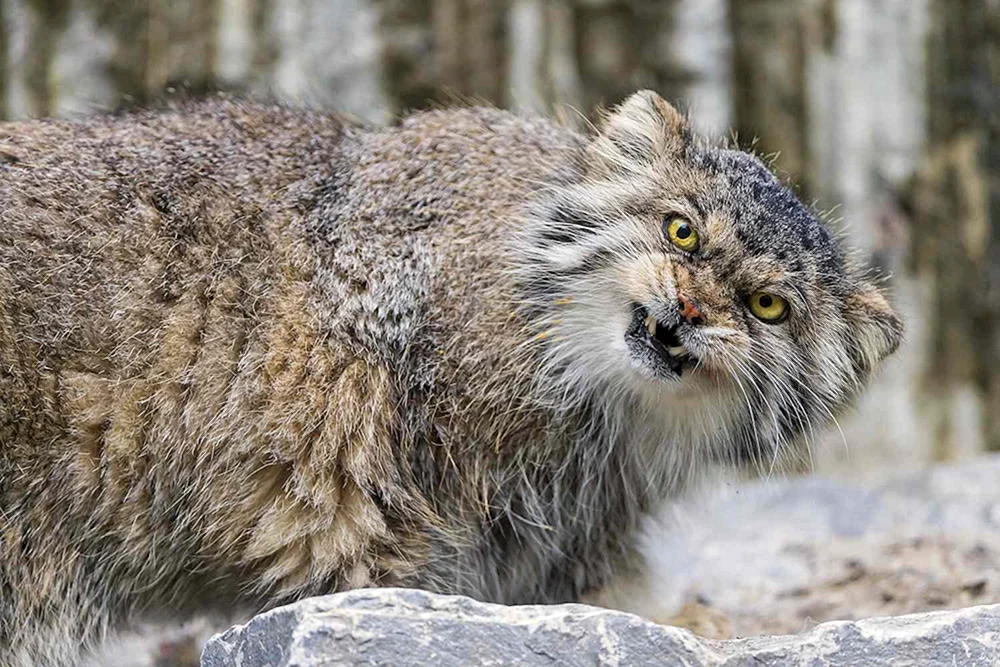 Manul