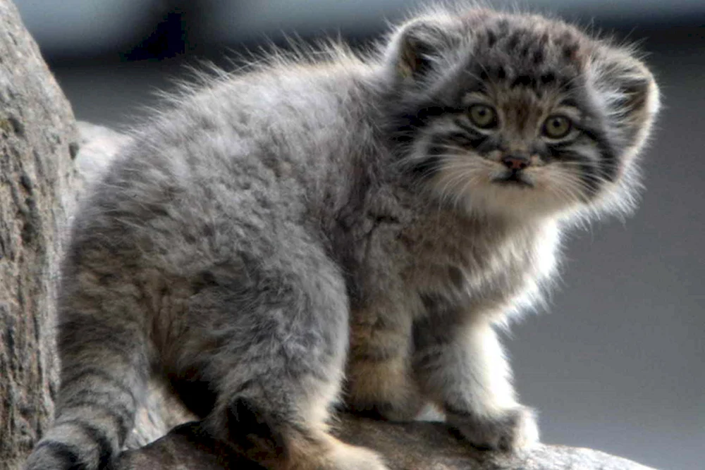 Pallas' Katze
