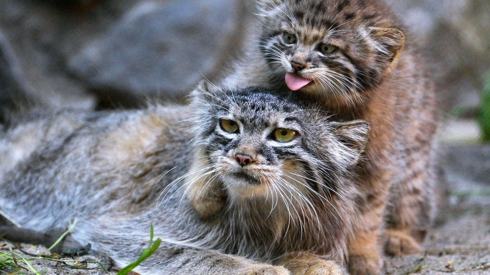 Pallas' Katze