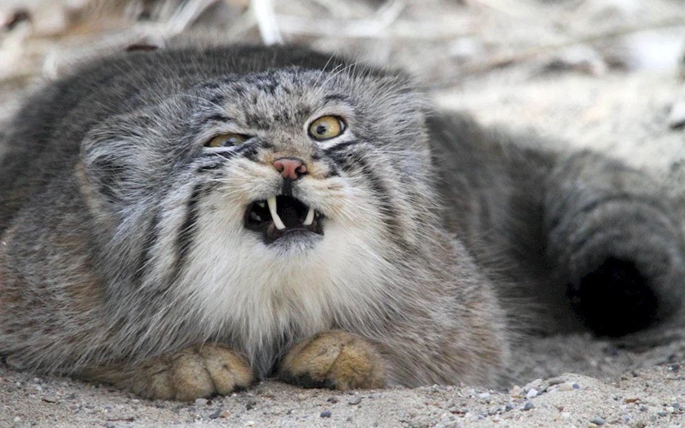 Manul Pallas Katze