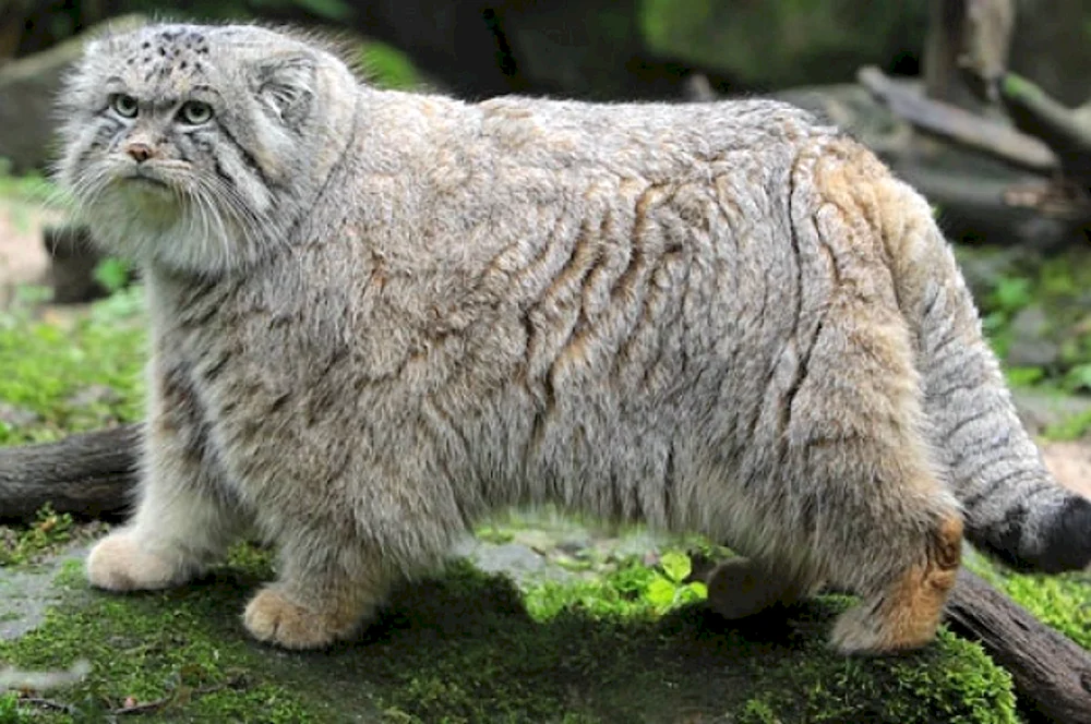 Manul Pallas Katze