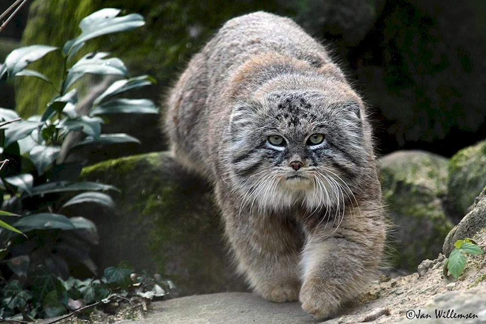 Manul pallas Katze