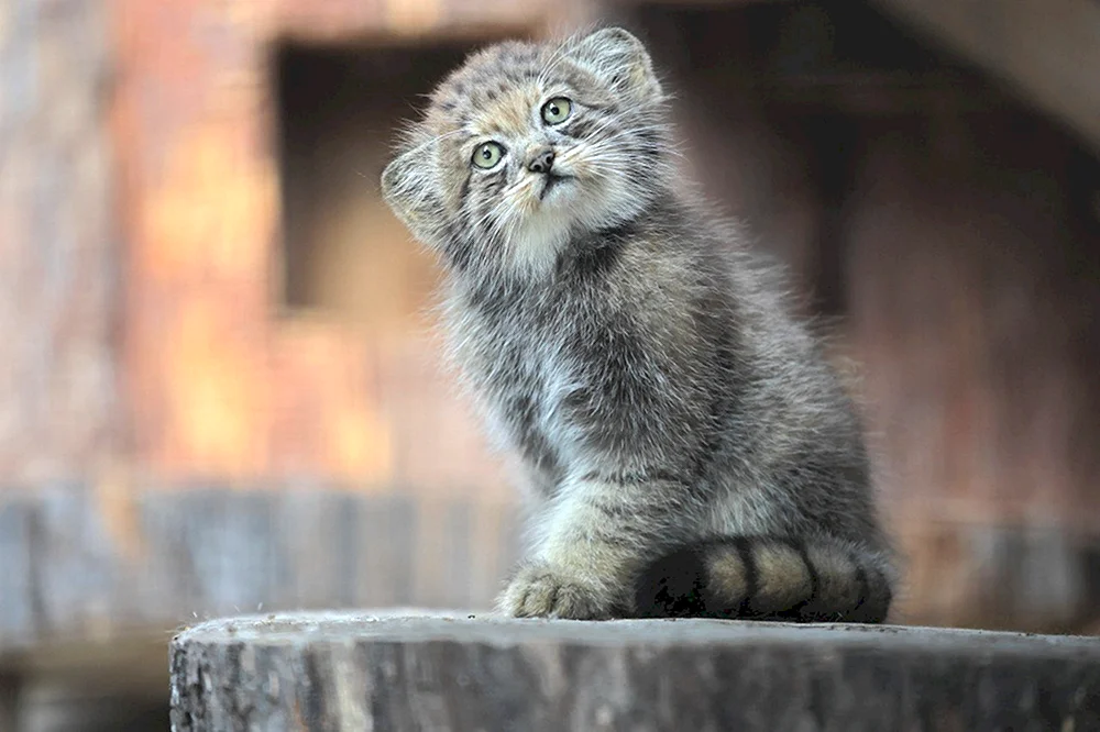 Manul Shu Leningradsky Zoo