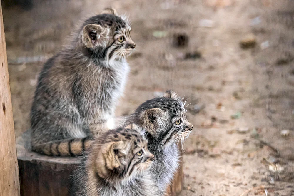 Manul Timofey Zoo