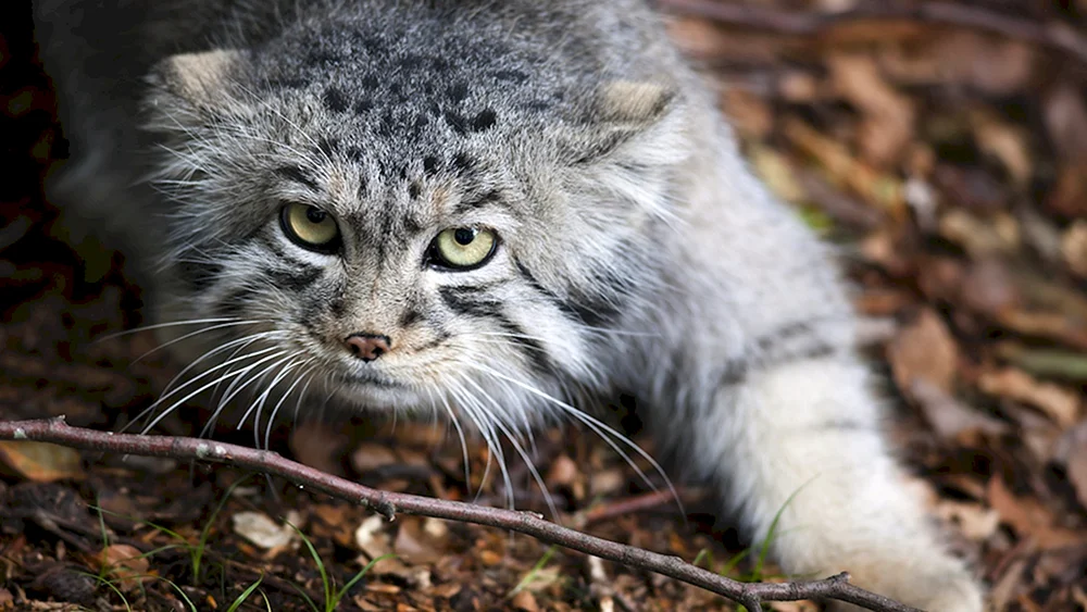 Wildcat